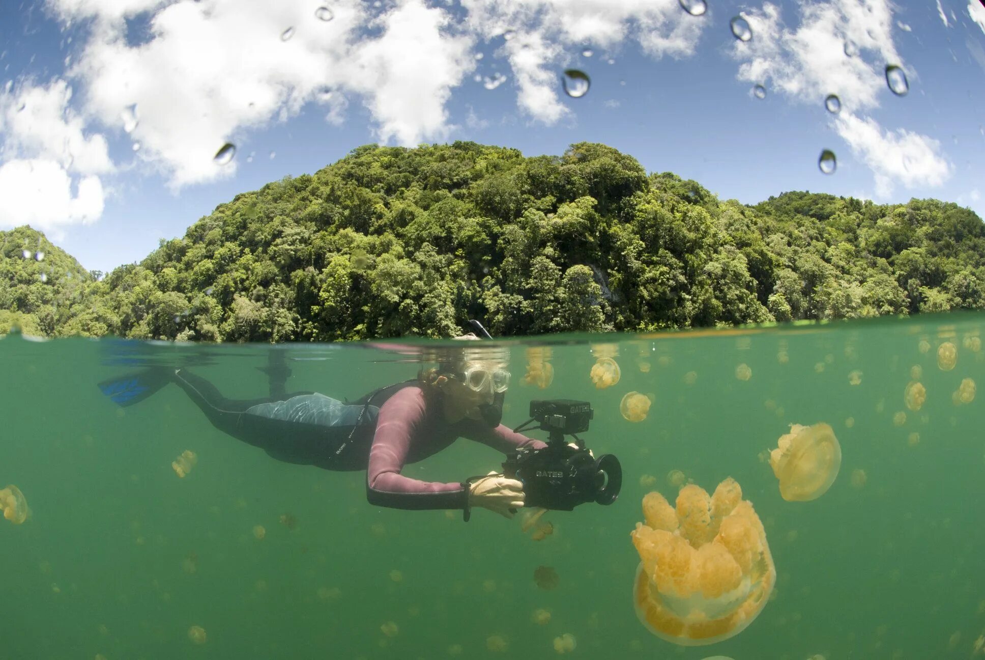 Озеро медуз фото Jellyfish Lake Vacation spots, Lake, Adventure travel