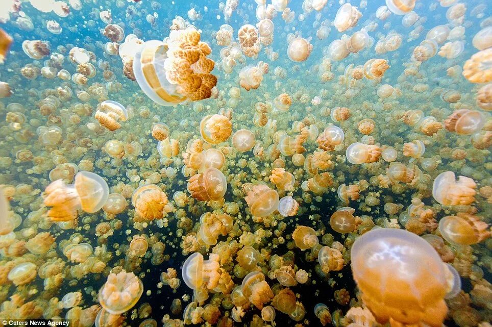 Озеро медуз фото Photographer Nadia Aly takes selfies surrounded by millions of jellyfish Daily M