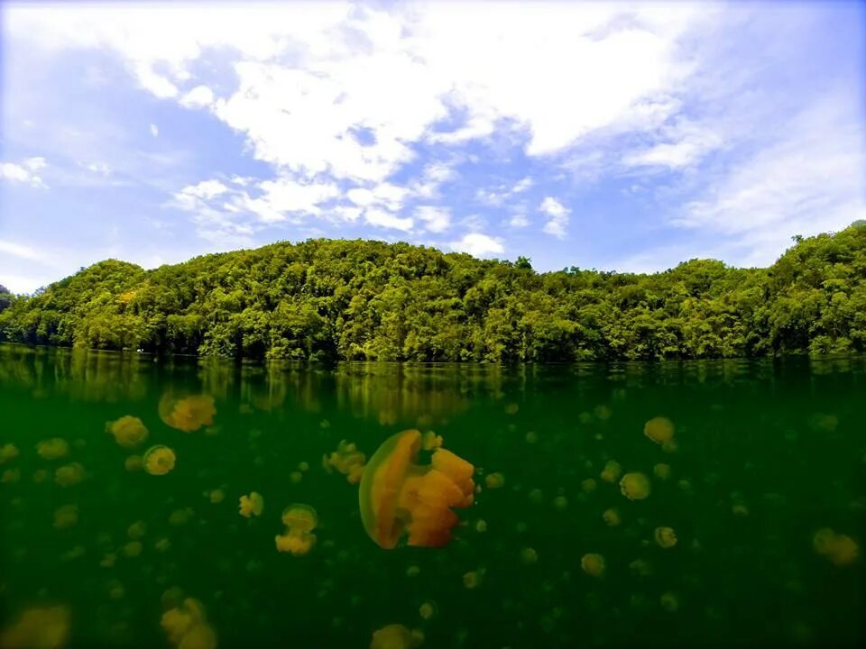 Озеро медуз фото Jellyfish Lake in Palau. Photo by Tasha Howard. Подписывайтесь! fotostrana.ru/pu
