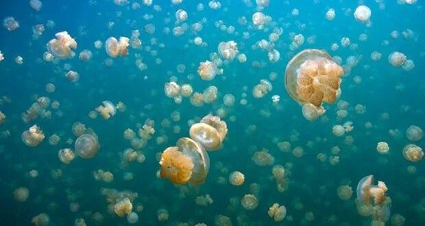 Озеро медуз фото Discover the Enchanting Stingless Jellyfish Lake