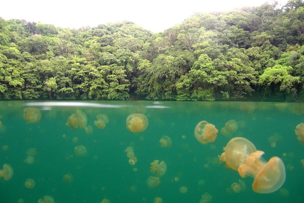 Озеро медуз фото IMG_0017 This is unique Jellyfish Lake on Eil Malk in the . Flickr
