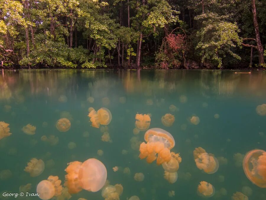 Озеро медуз фото Jellyfish Lake in Palau by Georg Ivan, via 500px Palau, Lake, Jellyfish