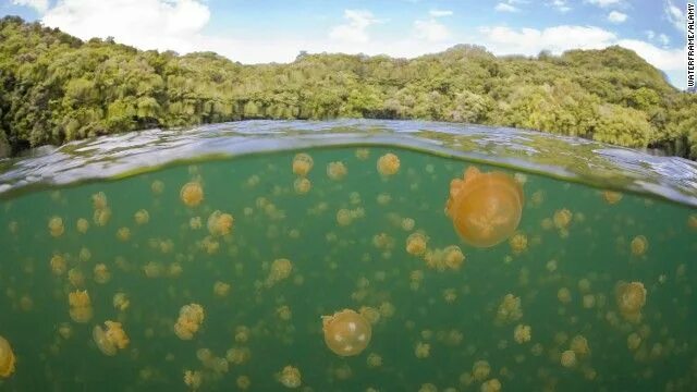 Озеро медуз фото World's strangest lakes Lake photos, Lake, Wonders of the world