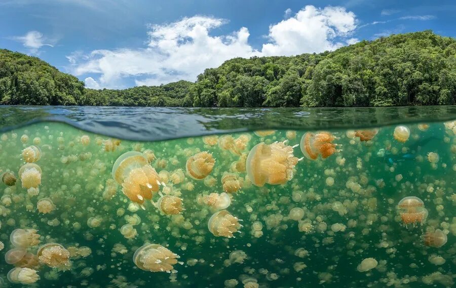Озеро медуз фото Winners of the 2021 Underwater Photographer of the Year Contest - The Atlantic
