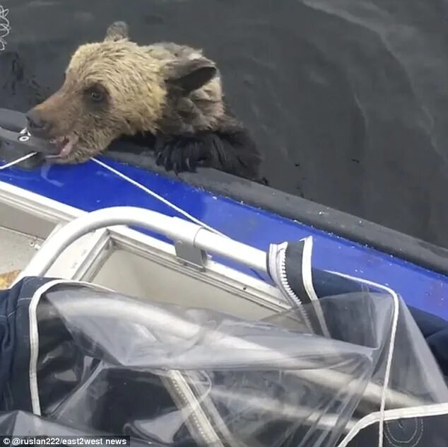 Озеро медведь упал фото Moment fishermen save two drowning bear cubs in Russia Daily Mail Online