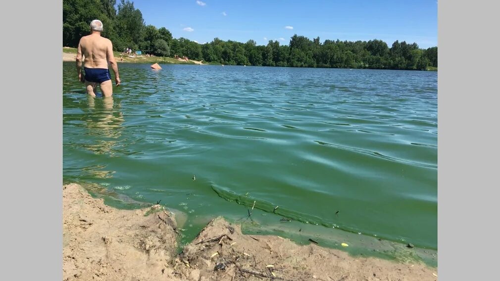Озеро мельница брянск фото В Брянске озеро Мутное зацвело и стало зеленого цвета