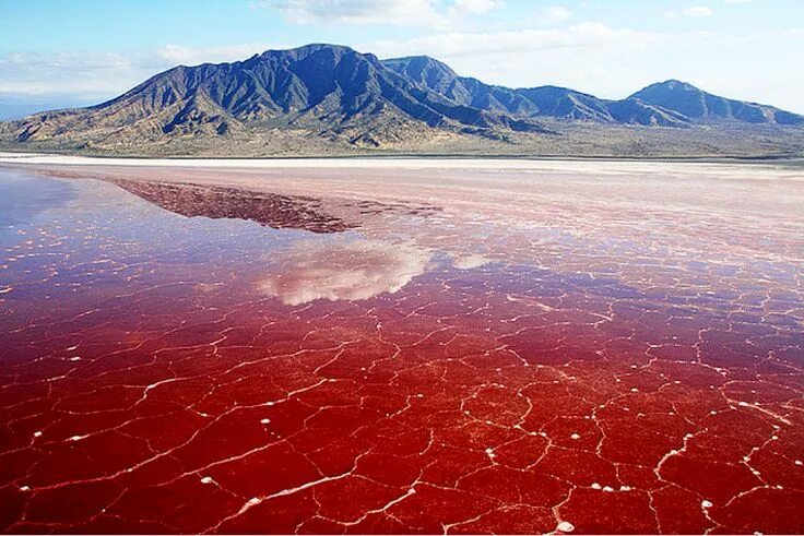 Озеро натрон фото Lake Natron - Soda and Salt Lake in Tanzania Breathtaking places, Red lake, Most