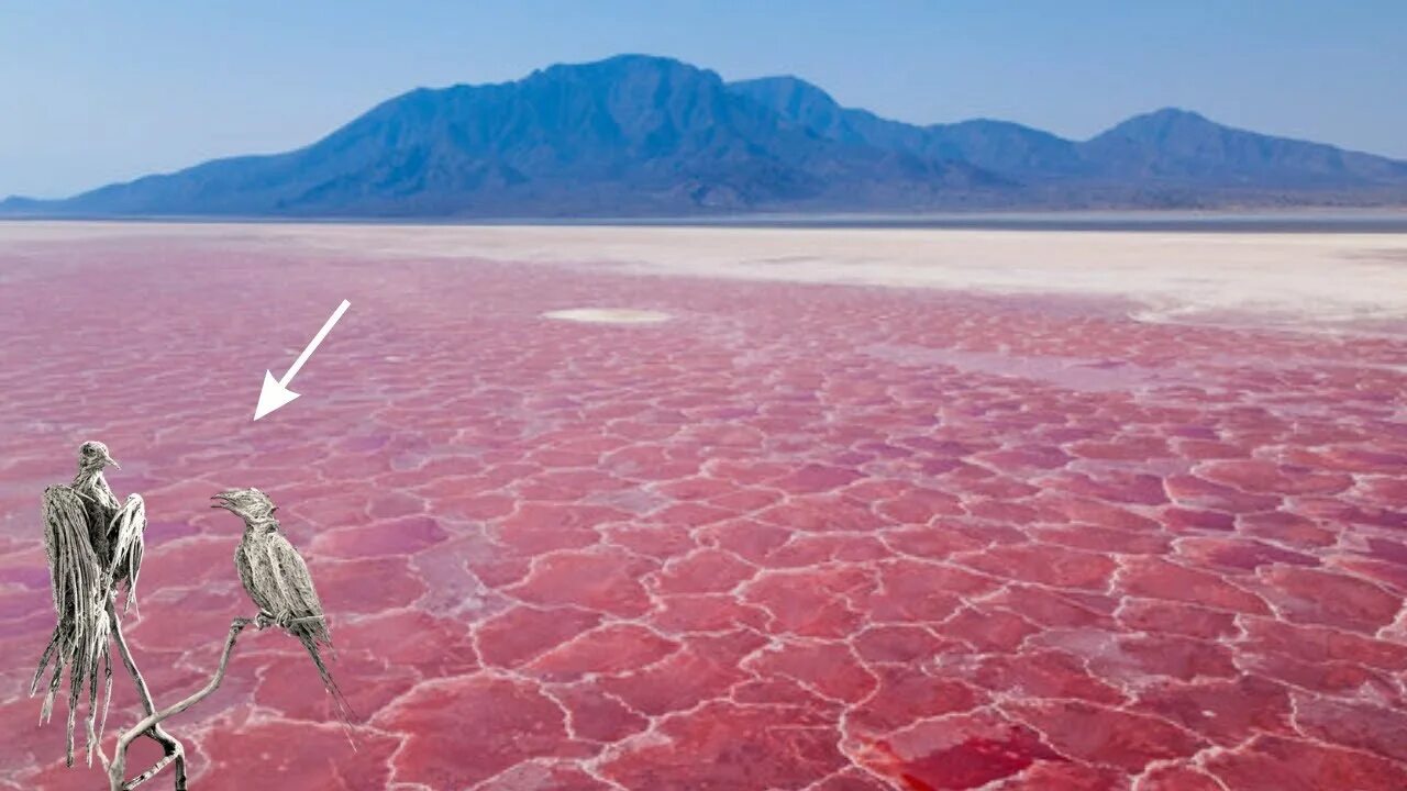 Озеро натрон фото Why This Red Water Lake is Impossible to Visit! قاتل جھیل - YouTube