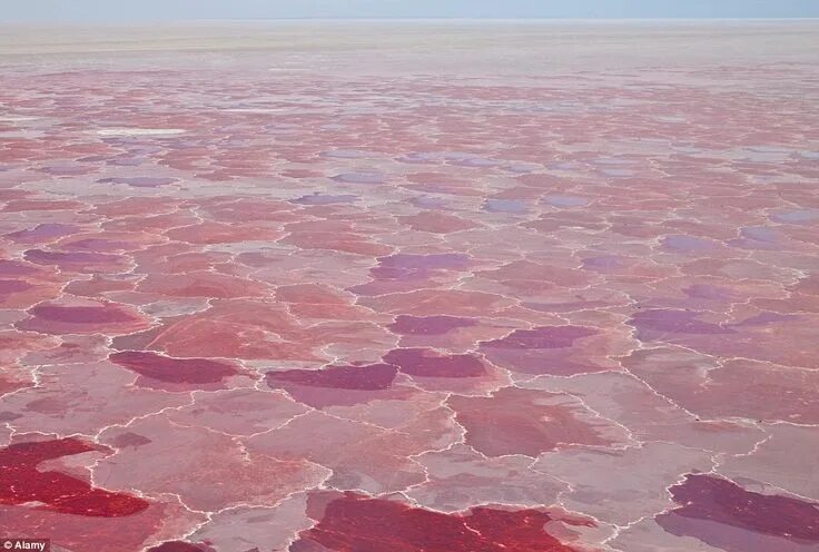 Озеро натрон фото The world's strangest lakes revealed Natural phenomena, Natural wonders, Lake