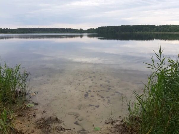 Озеро озерье клепиковский район фото В Клепиковской стороне. Озеро Беленькое. Бывает же такая красота... 2021 Рязань 