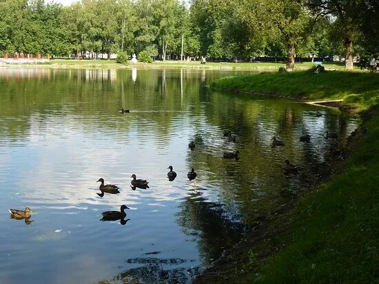 Озеро пионер раменское фото В озере живут даже черепашки - Picture of Pioner Lake, Ramenskoe - Tripadvisor