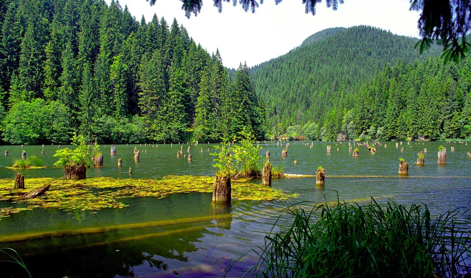 Озеро разелм в румынии фото The Red Lake Discover the "Killer Lake" of Romania