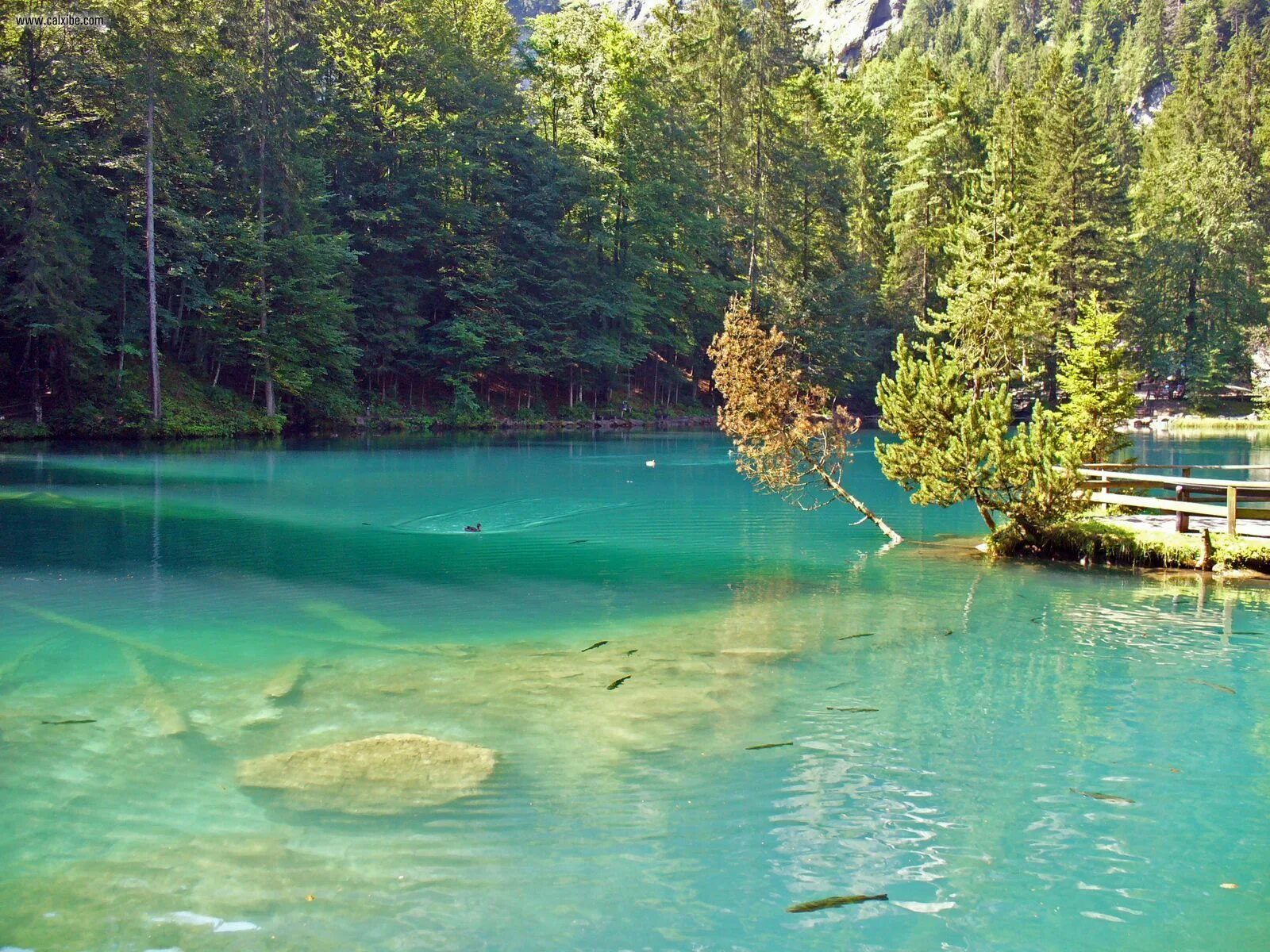 Озеро реальное фото Blausee, Switzerland Places to go, Green nature, Blue lake