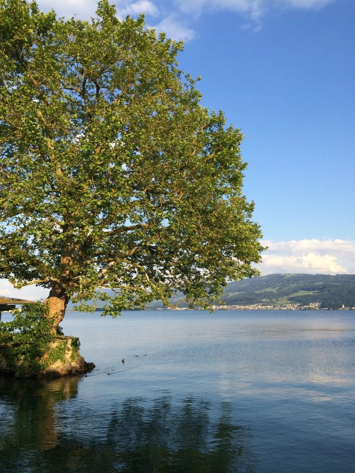 Озеро с деревьями фото Free Images : landscape, tree, nature, cloud, sky, sunlight, morning, leaf, lake