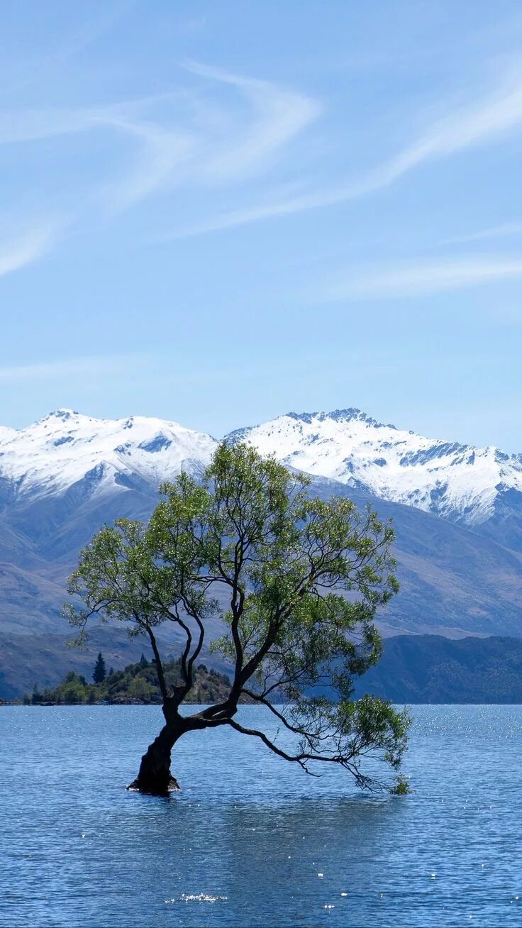Озеро с деревьями фото Download wallpaper 1080x1920 tree, lake, mountains, wanaka, new zealand samsung 
