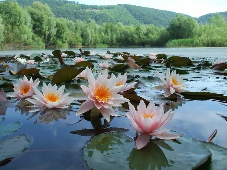 Озеро с кувшинками фото 46) Одноклассники Landscape, Water lilies, Nature