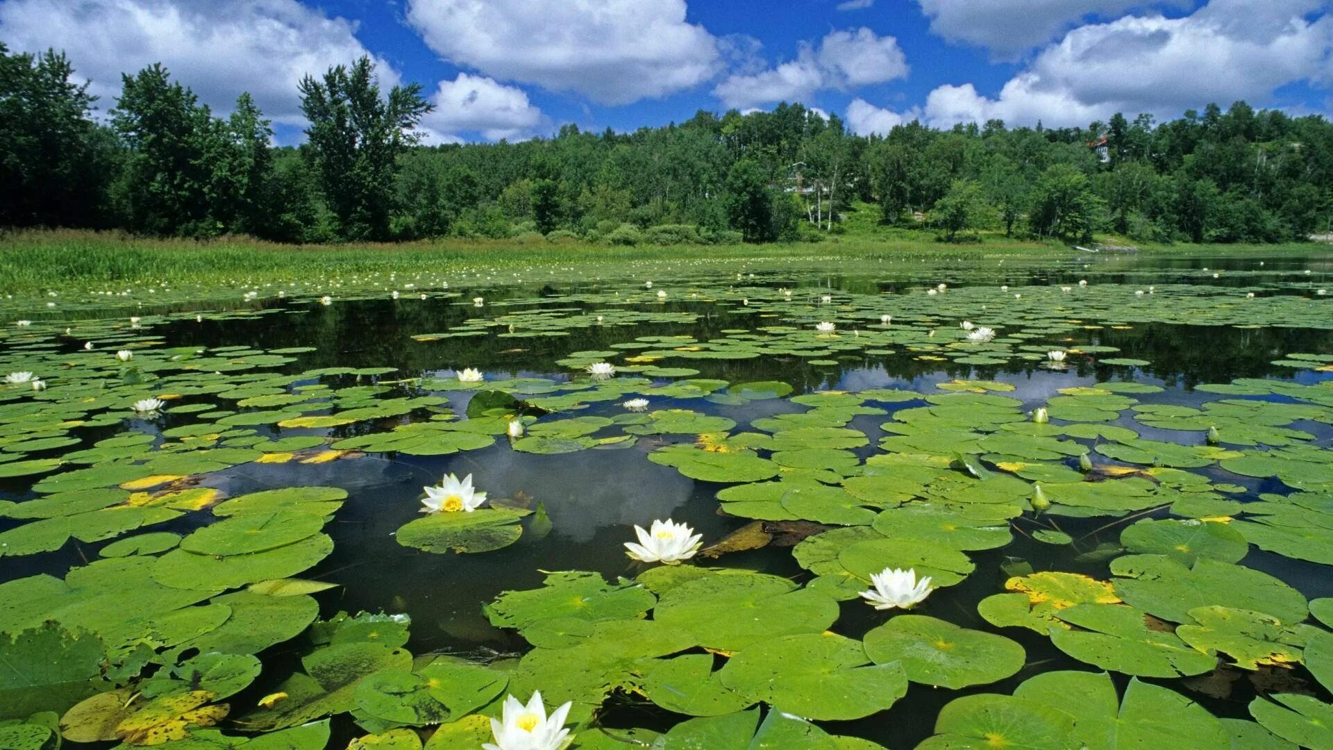 Озеро с кувшинками фото White Water Lilies in a Pond of Vermillion River, Whitefish, Ontario " Картинки