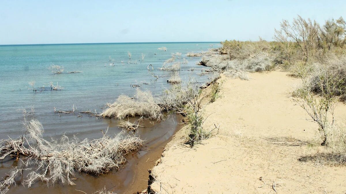 Озеро сарыкамыш туркмения фото Путешествие в заповедный мир туркменской природы: озеро Сарыкамыш