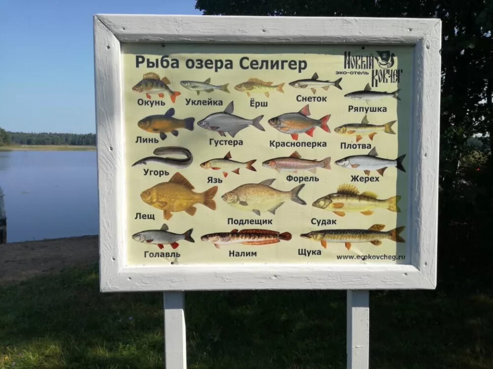 Озеро селигер на что ловить рыбу озеро Селигер - Рыболовно-Спортивный Клуб Redbug