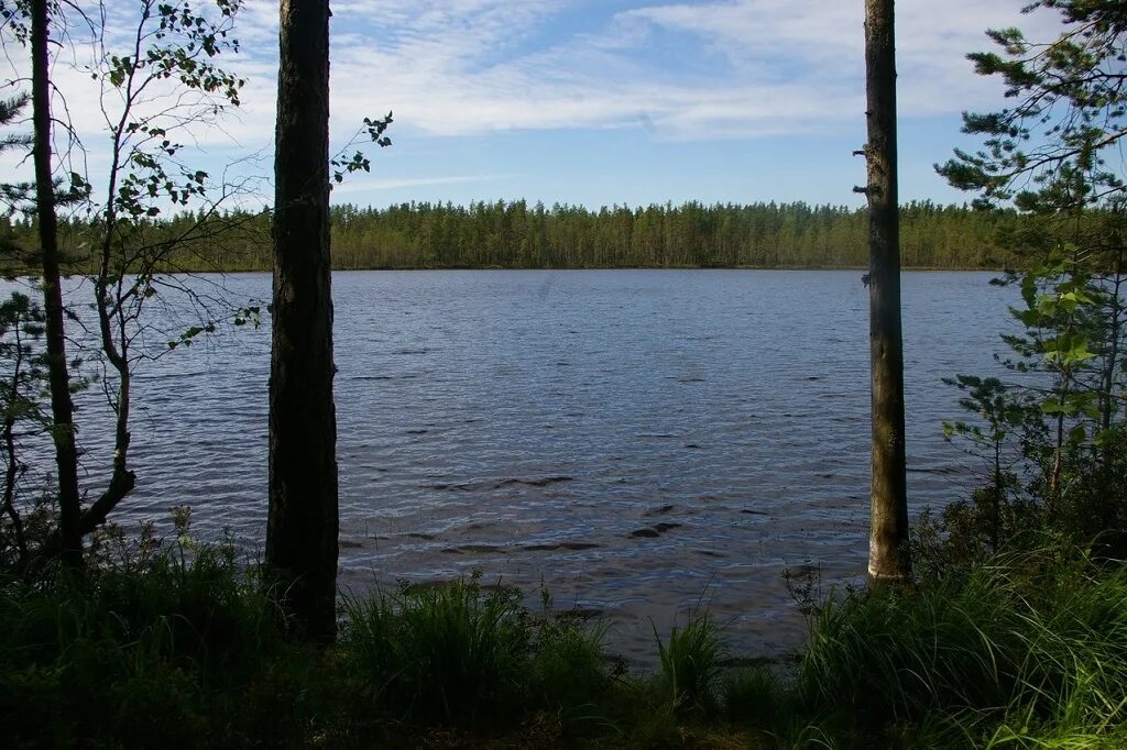Озеро содошное кирилловский район фото В Кирилловском районе утонули двое рыбаков