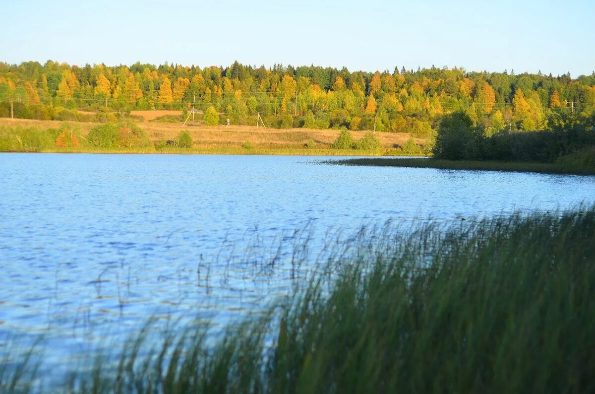 Озеро содошное кирилловский район фото Озера кирилловского района 52 фото Ast-Ohota.ru