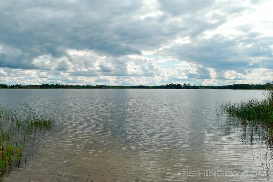Озеро сосновое фото Озеро Сосна в Должа Витебском районе FishingBY.com