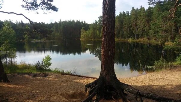 Озеро святое кулебакский район фото Lake Derganovo Kulebak district 2019 КУЛЕБАКИ: НАРОДНЫЕ НОВОСТИ VK
