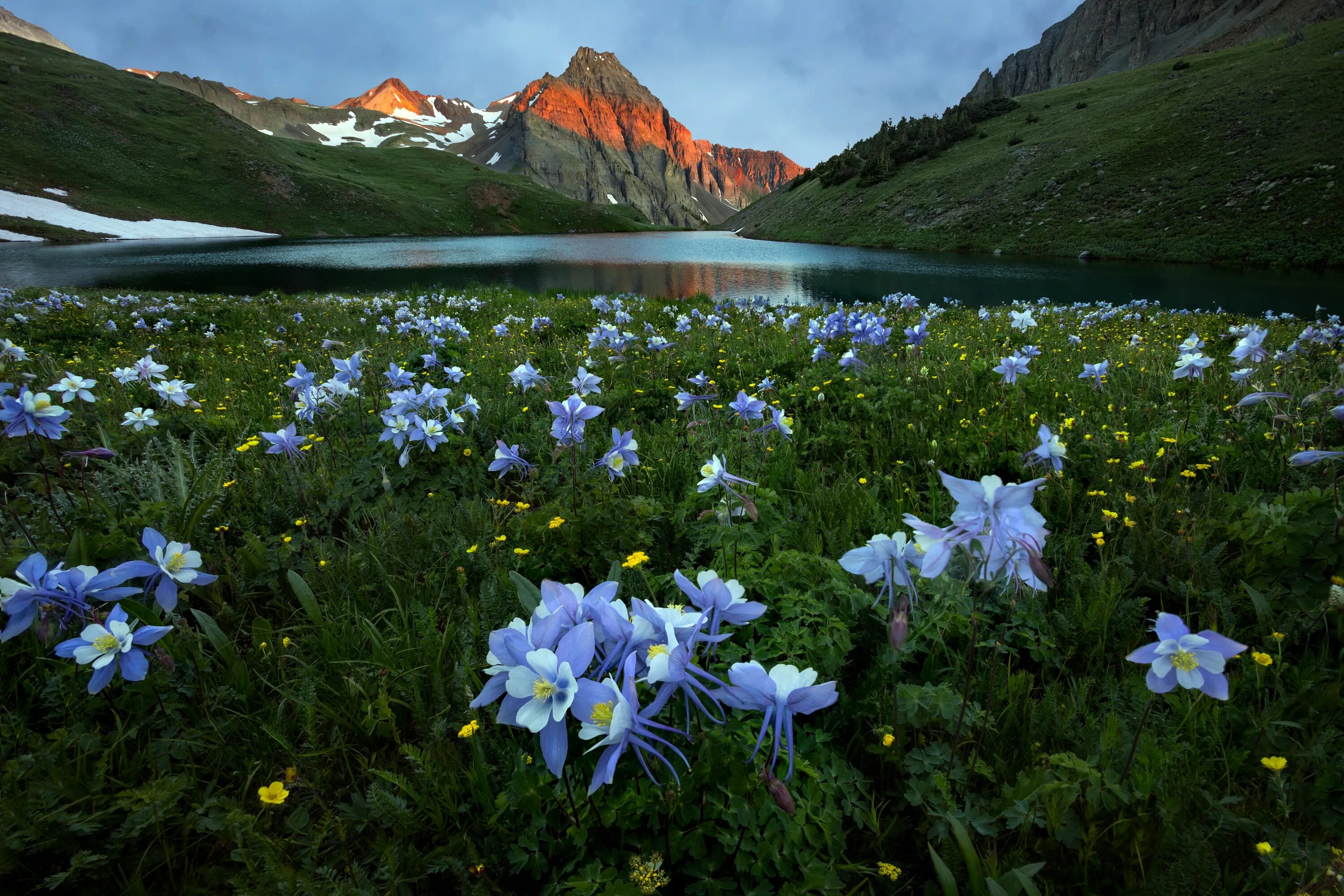 Озеро цветы фото Blue flowers catchment in the mountains by the river Desktop wallpapers 600x1024