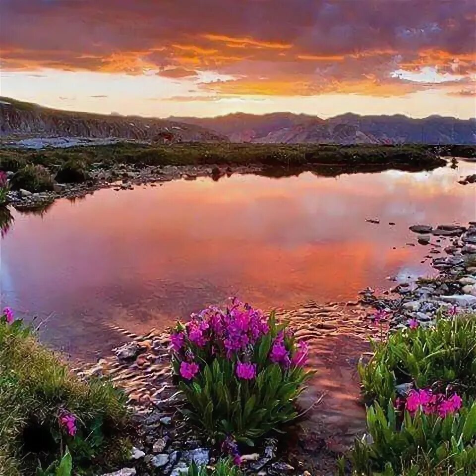 Озеро цветы фото Pin by Ayfer Atak on GÜN BATIMI Lake, Nature, Natural landmarks