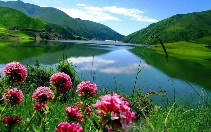 Озеро цветы фото Pin by Ayla Katmer on ciceklerim Qinghai, Lake, Greenery