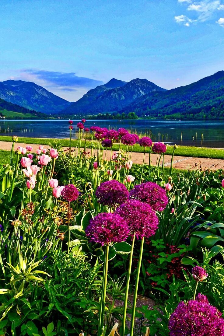 Озеро цветы фото Flowers Mountains Landscape - Free photo on Pixabay