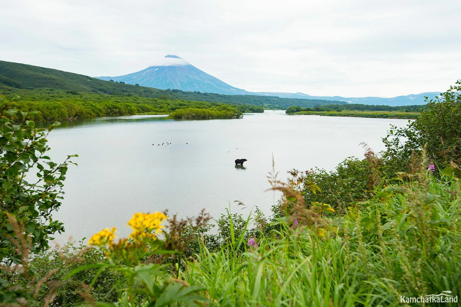Озеро толмачево фото Тур на Курильское озеро, Медведи на Камчатке Kamchatkaland