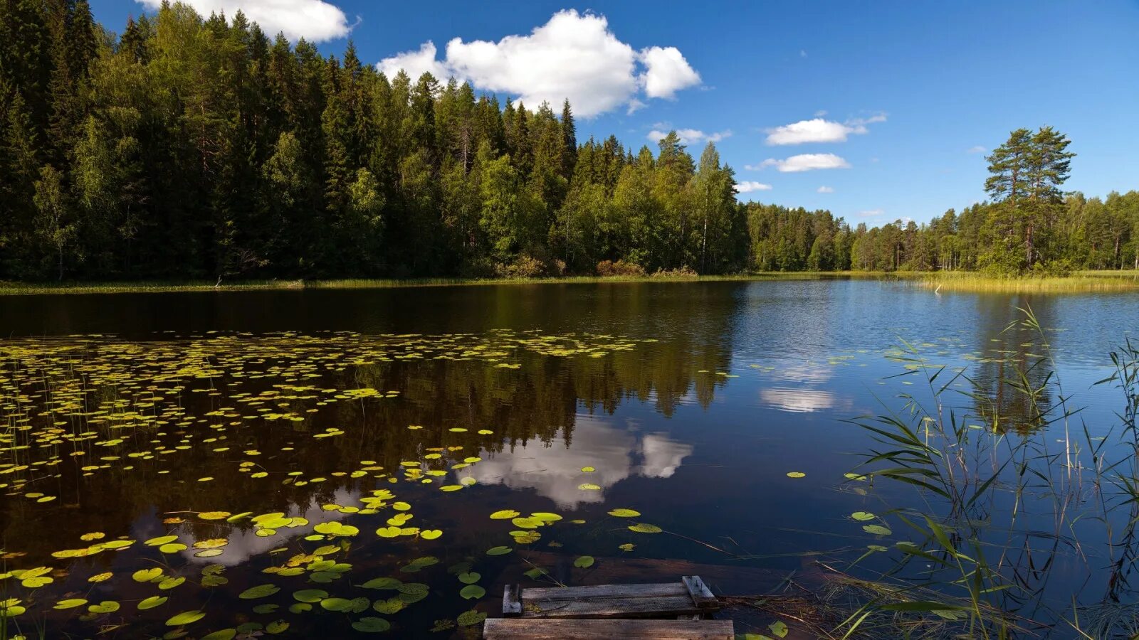 Озеро в лесу фото Скачать обои лес, озеро, кувшинки, раздел природа в разрешении 1600x900