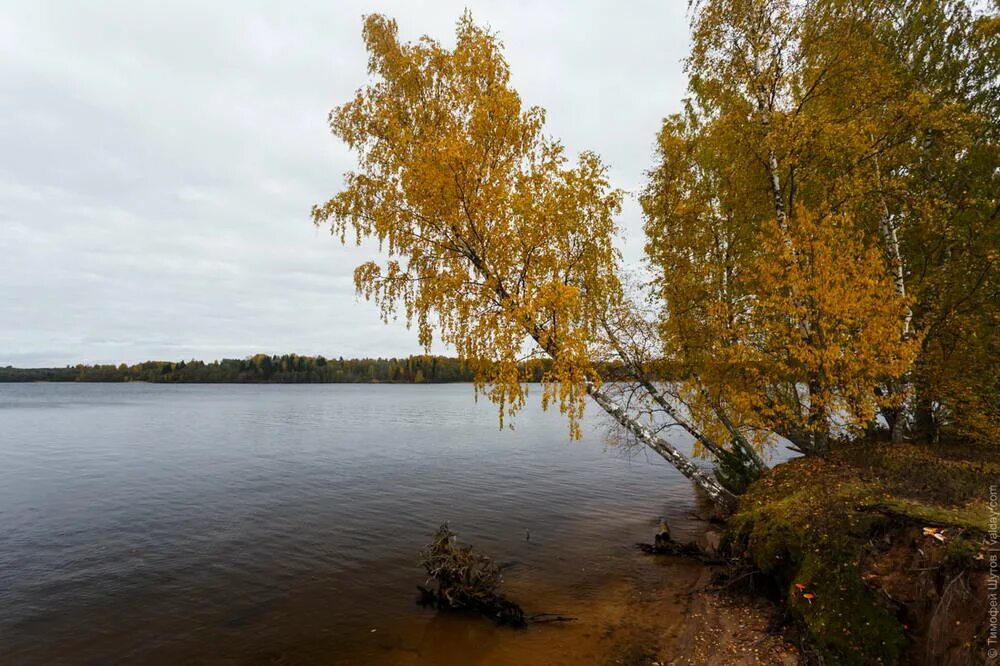 Озеро велье фото Золотая осень на озере Вельё / Валдайский форум