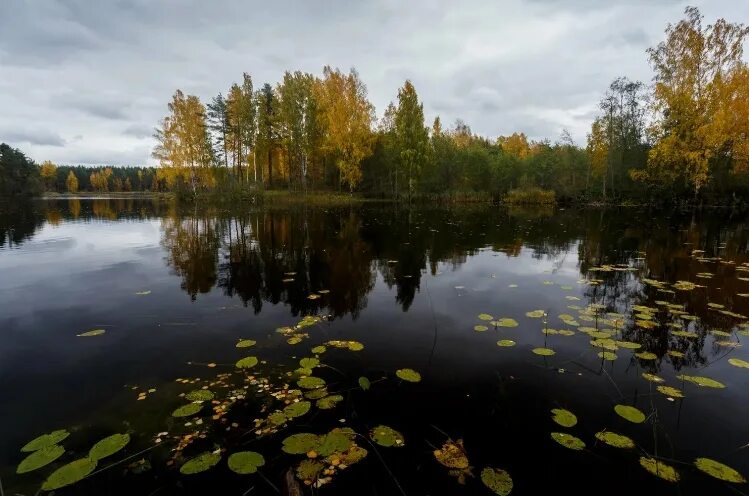 Озеро велье новгородская область фото Велье: озеро на карте, гидрографические характеристики, биологическое разнообраз