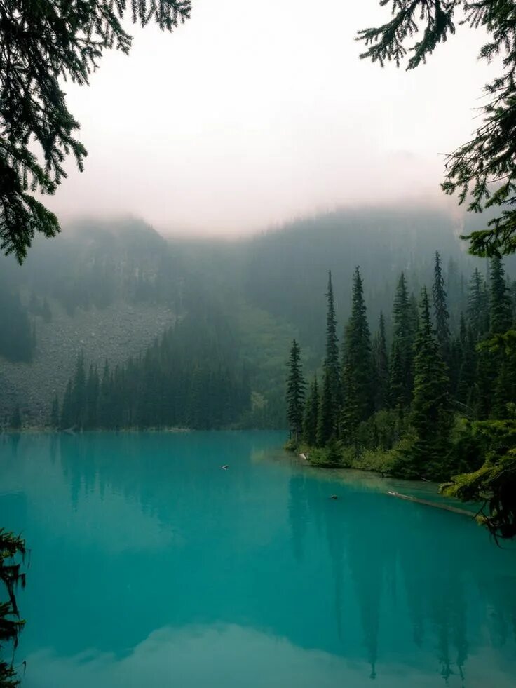 Озеро вертикальное фото Banff National Park Foggy forest, Forest pictures, Joffre lake