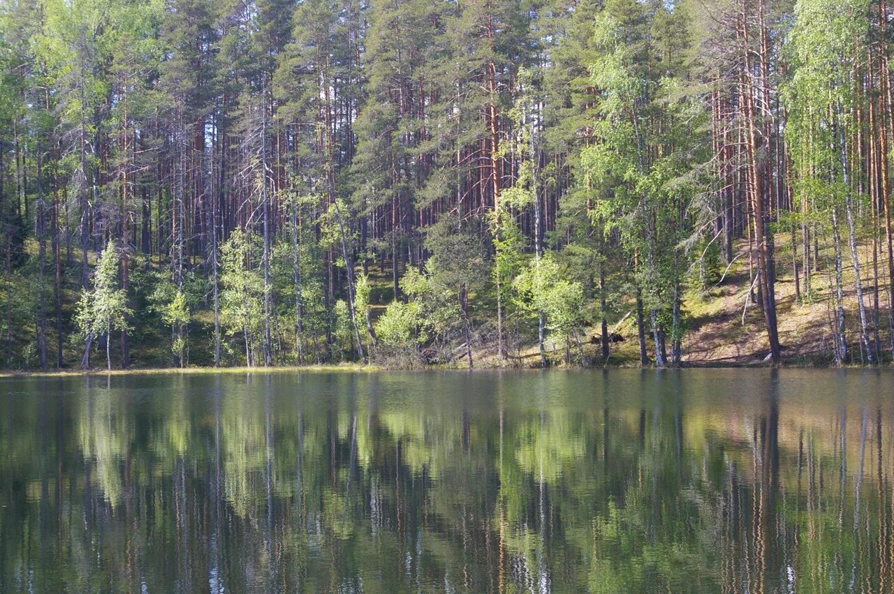 Озеро видное приозерский район фото Поселок Студеное. Красивый карьер с изумрудной водой, прозрачное лесное озеро, ф