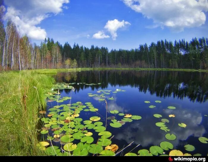 Озеро видное приозерский район фото Озеро Ночное