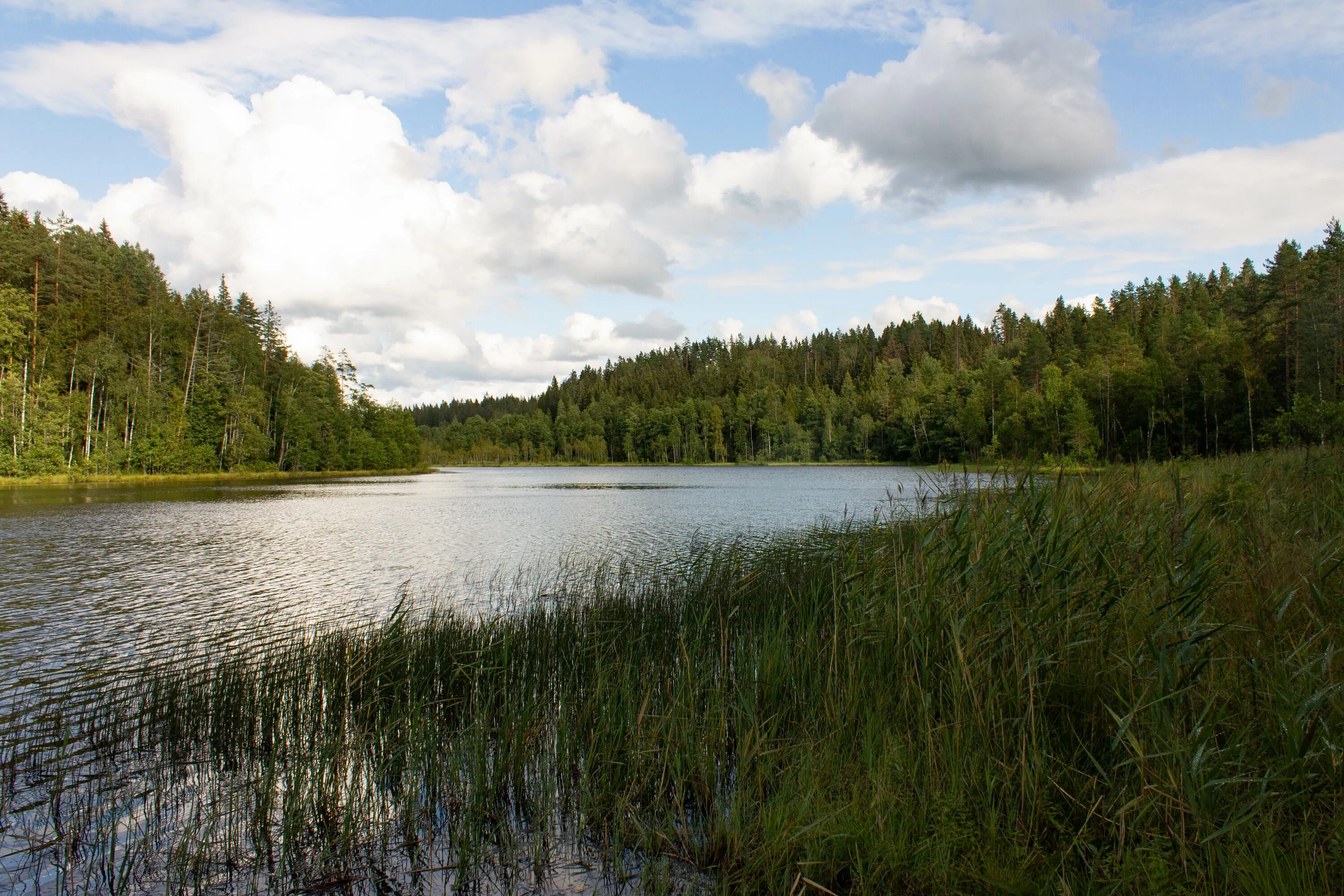 Озеро видное приозерский район фото File:Приозерский район, озеро Удобное.jpg - Wikimedia Commons