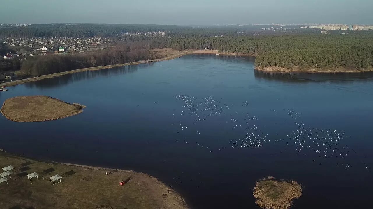 Озеро юбилейное фото В Гродно Юбилейное озеро оккупировали сотни чаек - YouTube