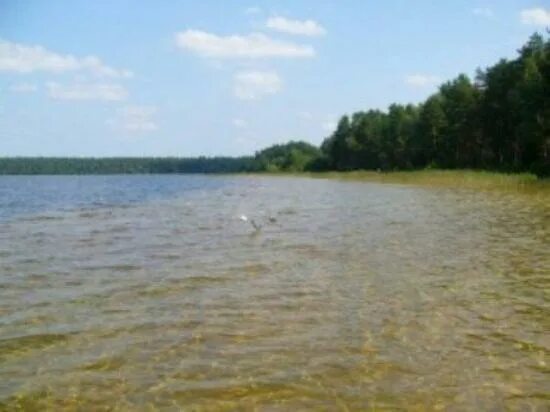 Озеро западное фото Пляж У Святого озера - Picture of Beach u Svyatogo Ozera, Shatura - Tripadvisor