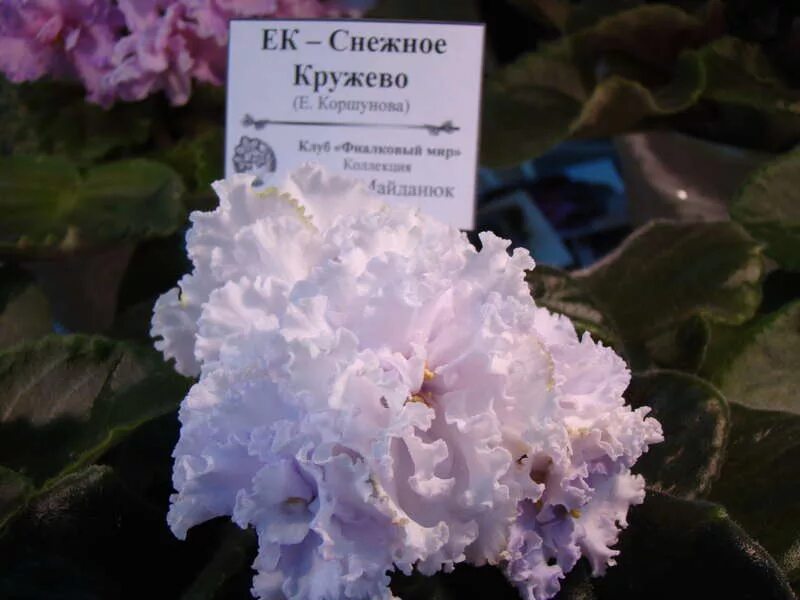 Ожерелье королевы фиалка фото и описание 227 фев.-8 марта 2015 г. Выставка Фиалок (Одесса) Фиалки Днепропетровска. Форум 