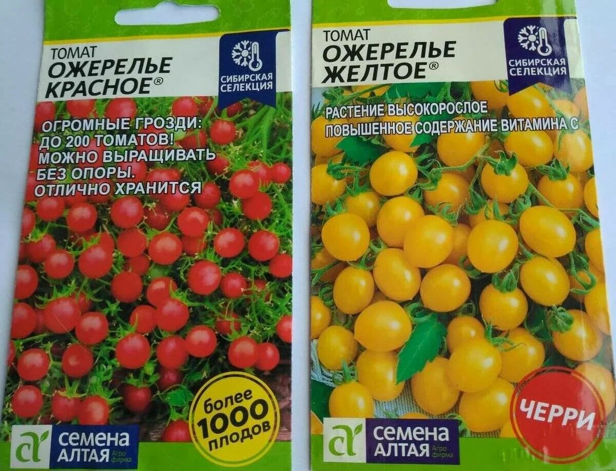 Ожерелье помидоры фото Ожерелье томат описание сорта