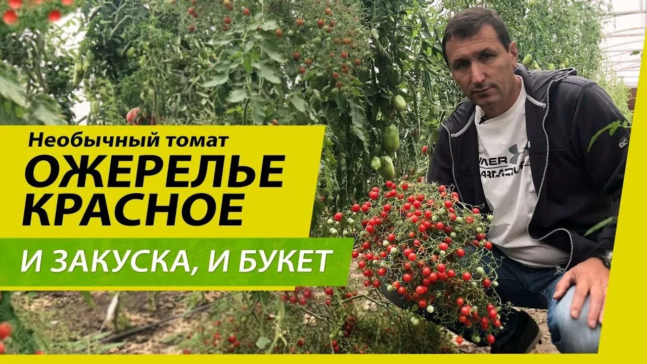 Ожерелье помидоры фото И закуска, и букет: необычный томат "Ожерелье красное" - YouTube