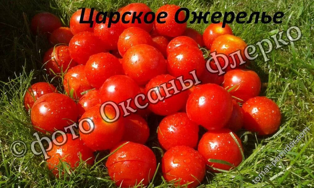 Ожерелье помидоры фото Царское ожерелье - Ц - сорта томатов - tomat-pomidor.com - отзывы на форуме ката
