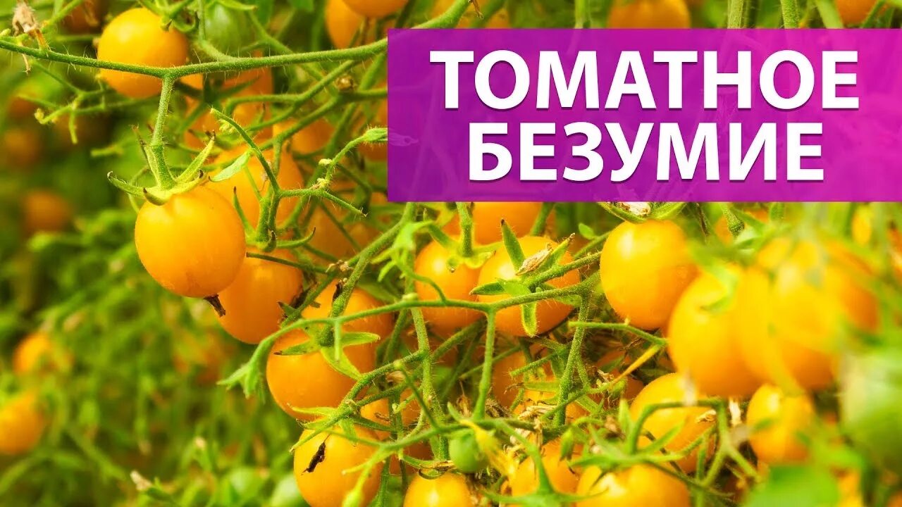 Ожерелье желтое томат отзывы фото урожайность УРОЖАЙ КОРЗИНАМИ! ТОМАТ ОЖЕРЕЛЬЕ ЖЕЛТОЕ - YouTube
