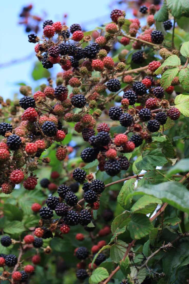 Ожина ягода фото Pin by jackie and spooky Nelson on ALL THINGS BERRIES Blackberry farms, Fruit tr