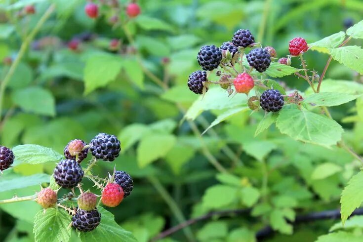 Ожина ягода фото Taming Wild Black Raspberries Raspberry plants, Black raspberry, Berry plants