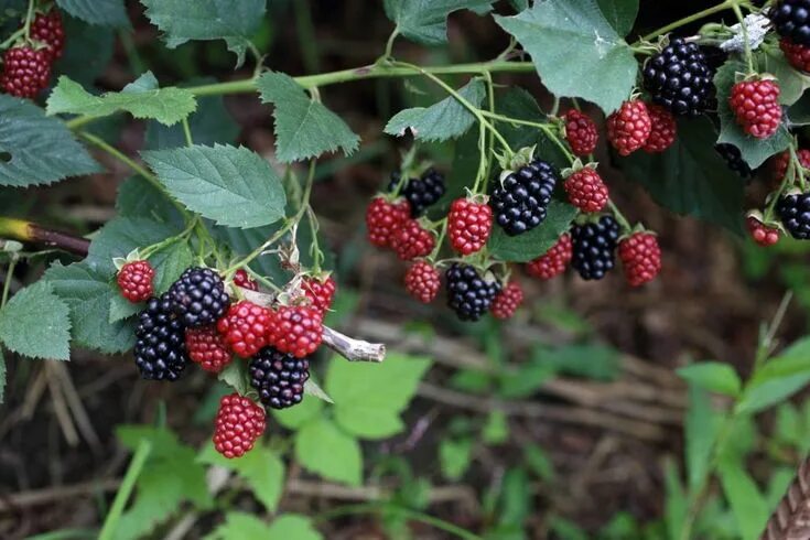 Ожина ягода фото Brombeeren: Experten-Tipps zum Pflanzen, Vermehren & Entfernen Growing blackberr