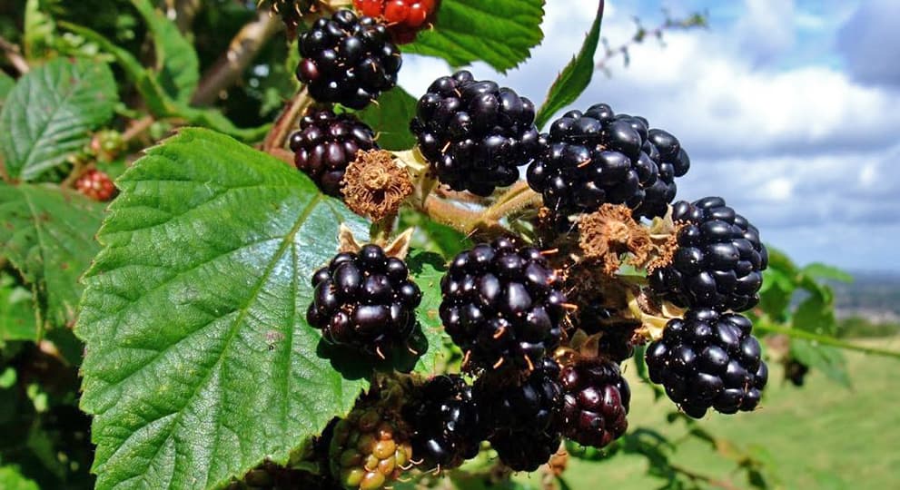 Ожина ягода фото Ежевика: вкусная ягода на вашем участке - полезные статьи о садоводстве от Agro-